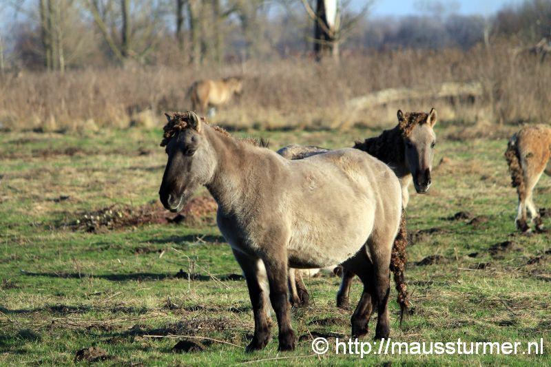 2016-11-28 Gewonde wilde jonge hengst Maaseik (7218).jpg